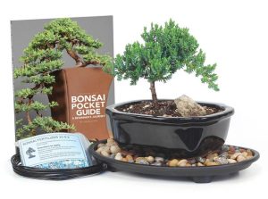 Gift Ideas for Plant Lovers: Bonsai Tree Starter Kit