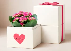 Housewarming Gift Ideas: Succulent Garden