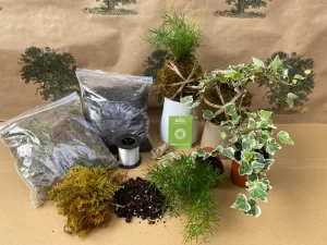Gift Ideas for Plant Lovers: Kokedama Kit