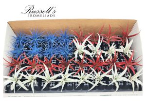 Gift Ideas for Plant Lovers: Air Plant Collection