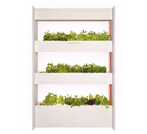 Gift Ideas for Plant Lovers: Indoor Herb Garden Kit