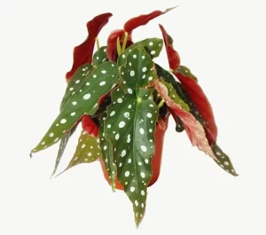 Last Day of School Gifts for Teachers: Desk Plant